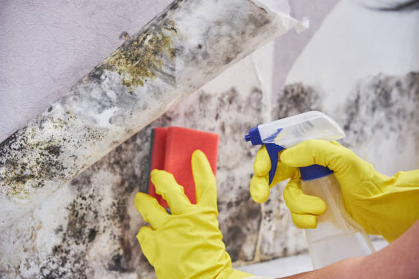 Best Mold Odor Removal Services in Mays Landing, NJ